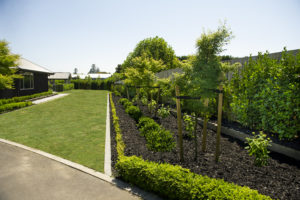 Black Mulch in garden right