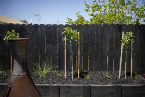 Black Mulch in garden with fence behind